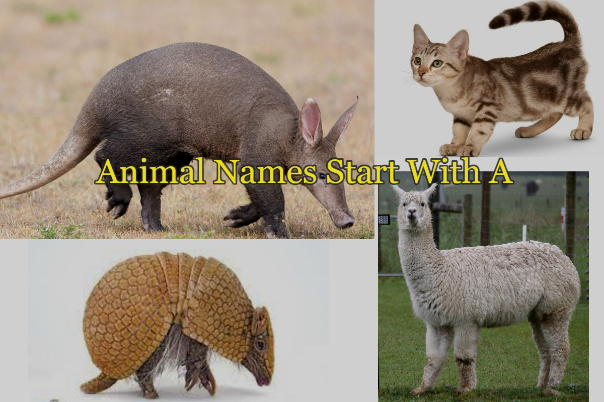 picture of animals whose name starting with A