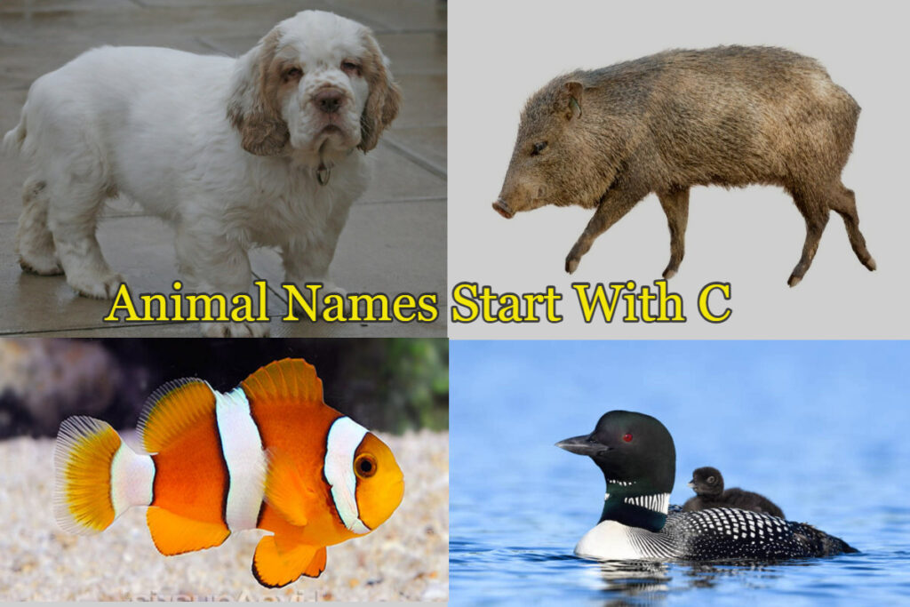 Animal-names-starts-with-C