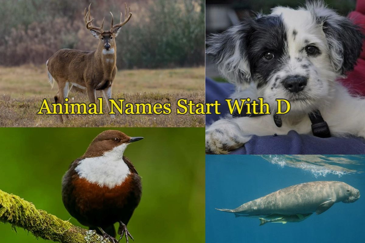 Animal-names-starts-with-D
