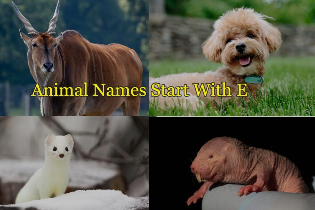 animals that start with the letter e