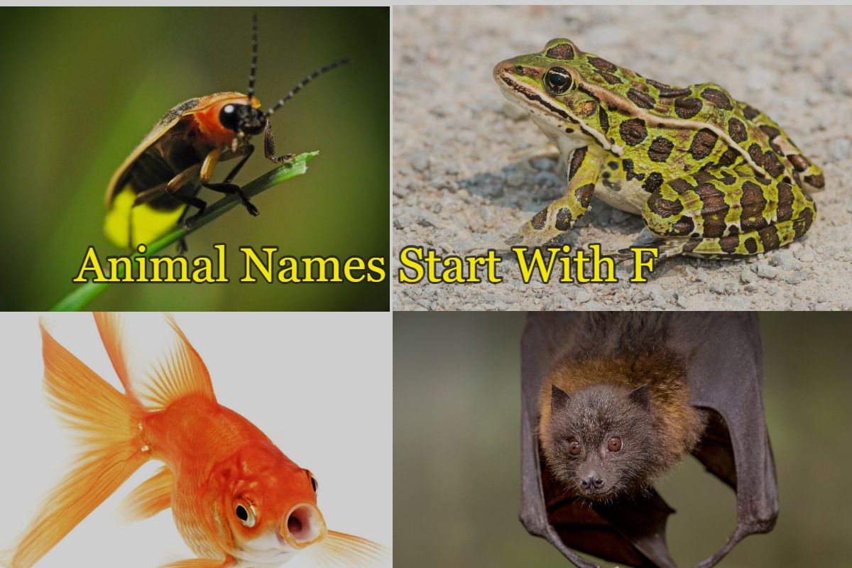 animals that start with the letter f