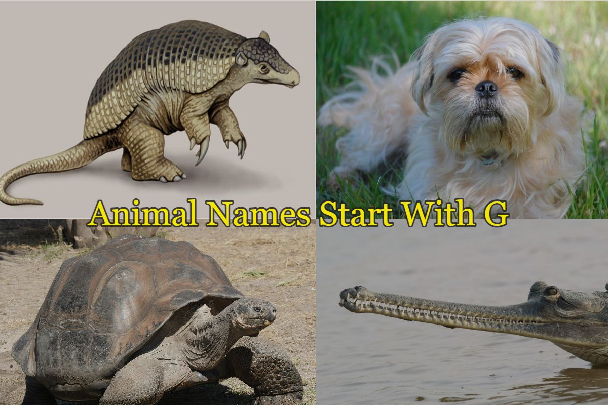 Animal names starts with G