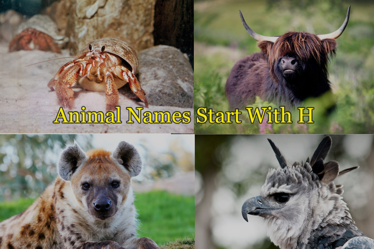 50+ Animals that Start with Letter H - Sea Animals Included