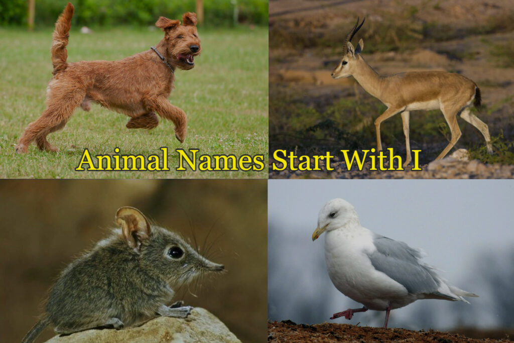 Animal names starts with I