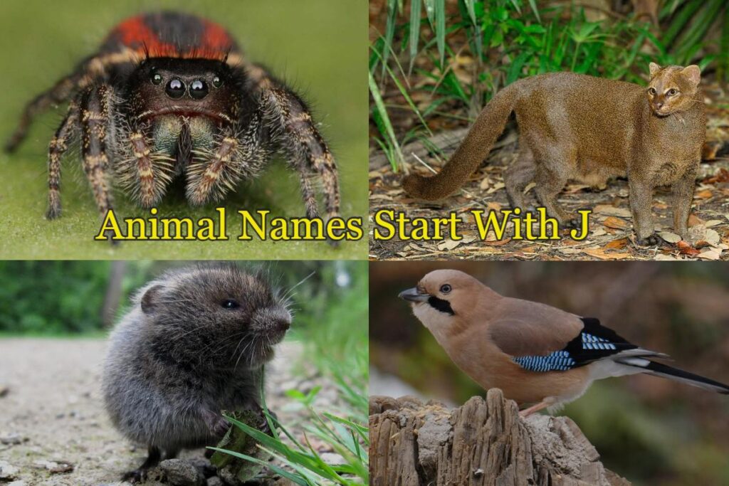 animals that start with the letter j