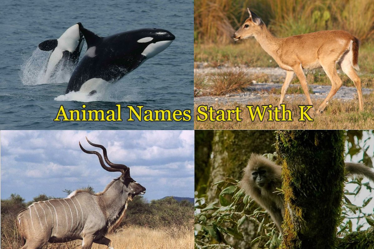 List of animals start with letter K