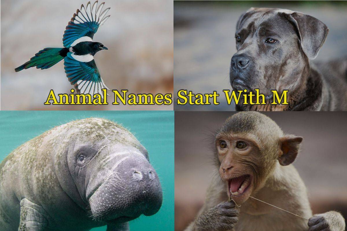 40+ Animal Names Start with M Letter