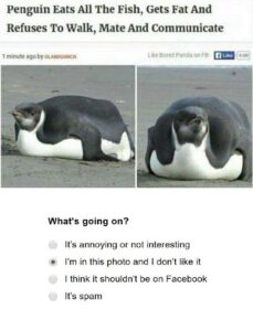 Im-In-This-Photo-and-I-Dont-Like-It-Penguine