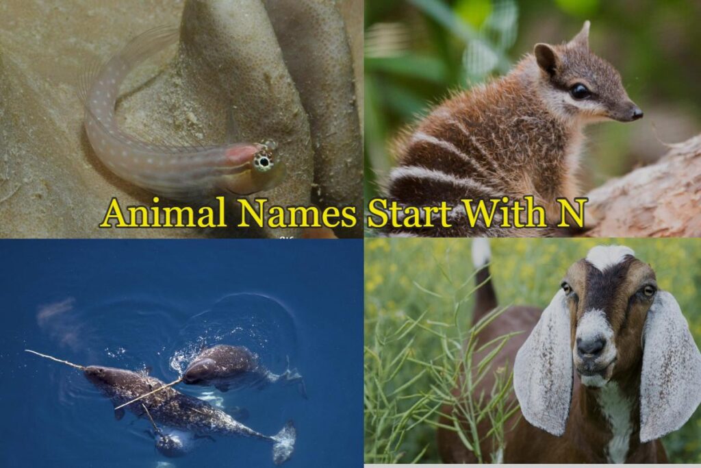 animal names starting with n